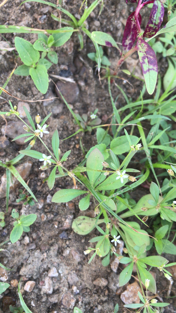 green carpetweed from Grapevine on August 20, 2019 by Robin Bare