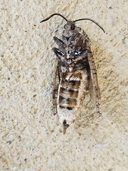 Prionoxystus macmurtrei