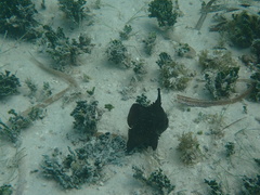 Atlantic Spadefish