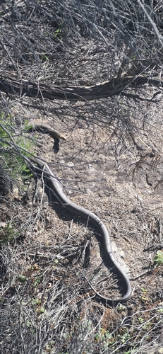 Eastern Brown Snake sighting