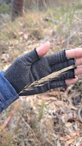Rytidosperma occidentale
