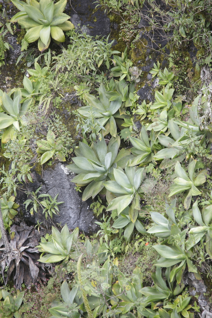 Agave rosalesii