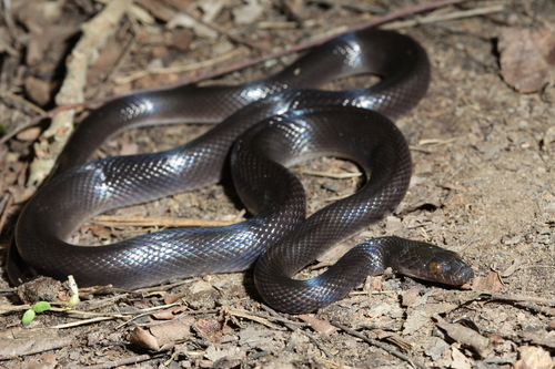 Brown House Snake