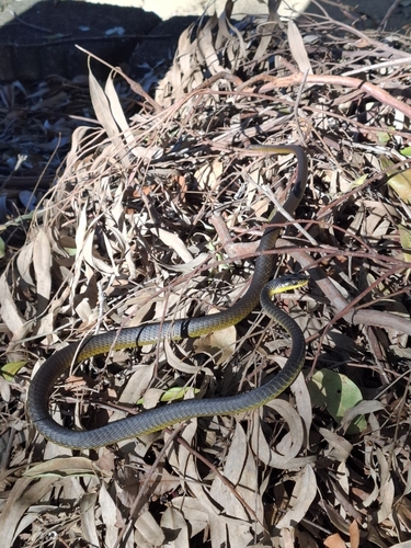 Common Tree Snake sighting