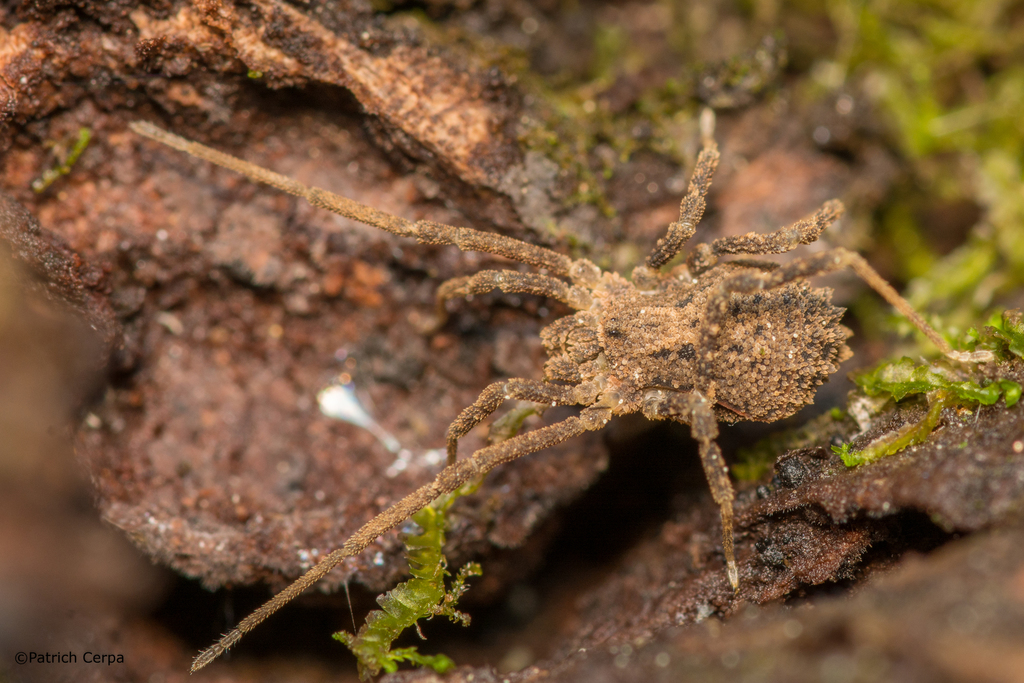 Adrianonyx crypticus from Malleco Province, Araucania, Chile on
