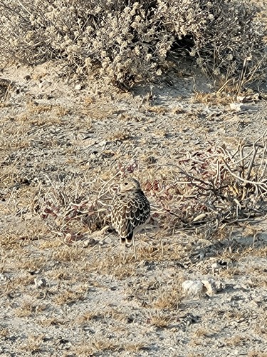 Double-banded Courser