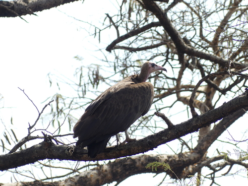 Hooded Vulture