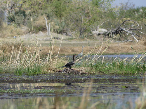 Reed Cormorant