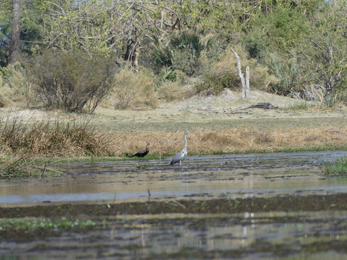 Grey Heron