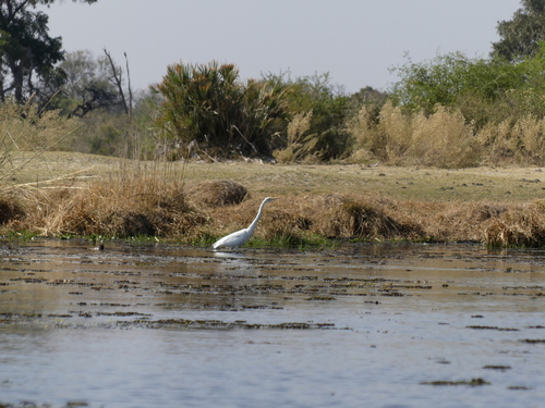 Great Egret