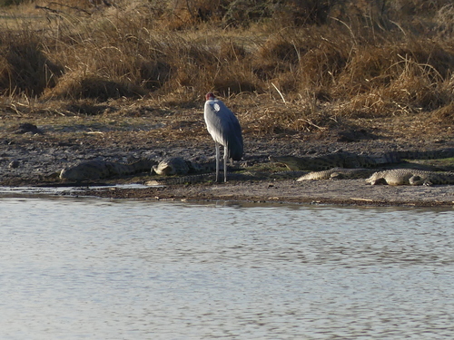 Marabou Stork