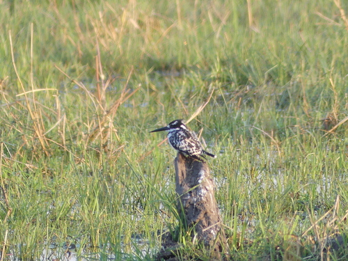 Pied Kingfisher