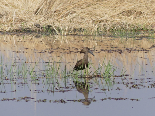 Hamerkop