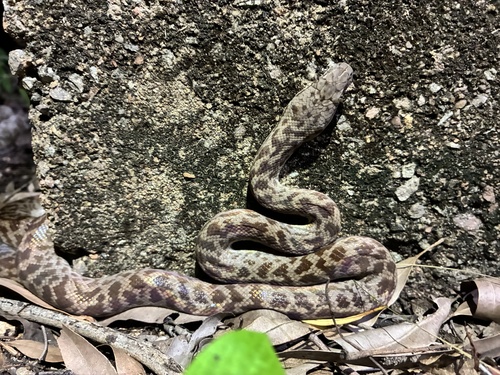 Spotted Python sighting