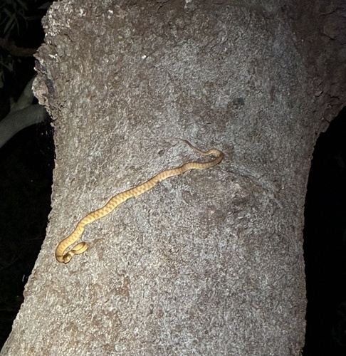 Brown Tree Snake sighting