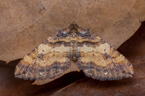 Shoulder-stripe