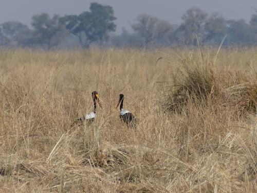 Saddle-billed Stork