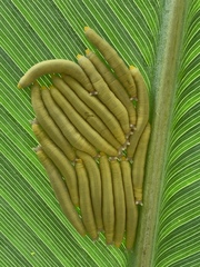 Megeuptychia antonoe image