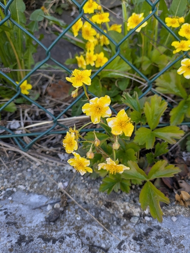 Waldsteinia ternata 4