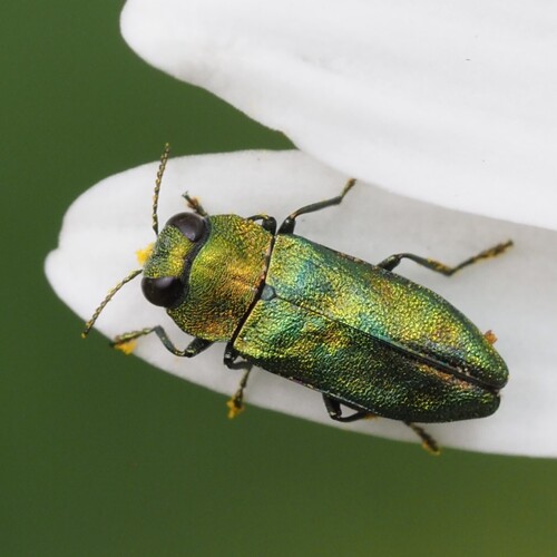 Anthaxia nitidula (Linnaeus, 1758)