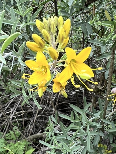iNaturalist observation photo of Bladderpod