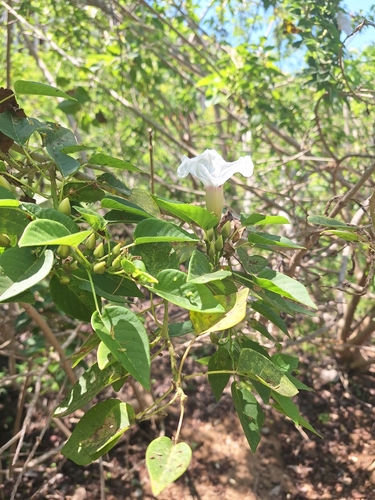 Cazahuate / Morning Glory Tree (Ipomoea wolcottiana)
