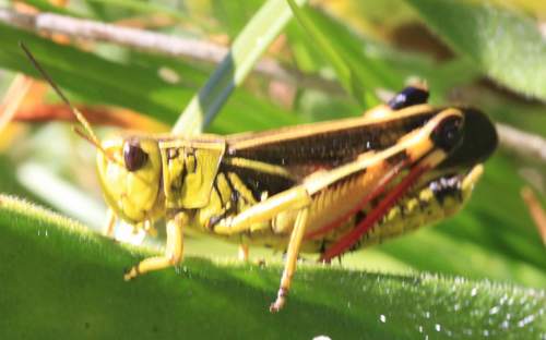 Large Banded Grasshopper