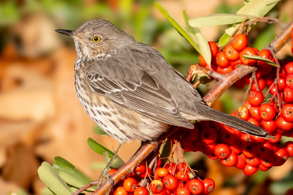 Sage Thrasher (Oreoscoptes montanus) · iNaturalist