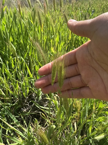 iNaturalist observation photo of Barleys