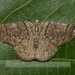 Lophophelma calaurops - Photo (c) Roger C. Kendrick, כל הזכויות שמורות, הועלה על ידי Roger C. Kendrick