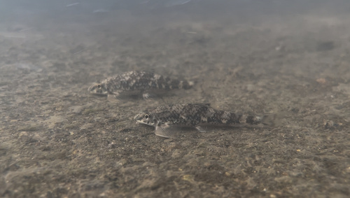Psilorhynchus brachyrhynchus