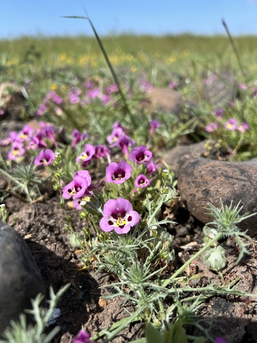iNaturalist observation photo of tricolor monkeyflower