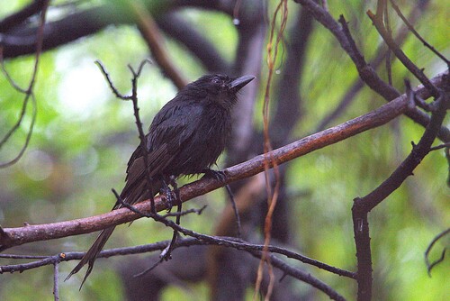 Aldabra Drongo