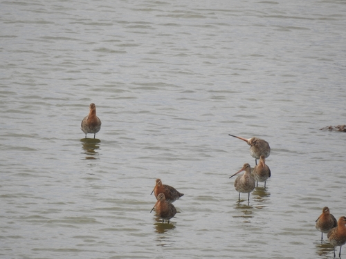 Black-tailed Godwit