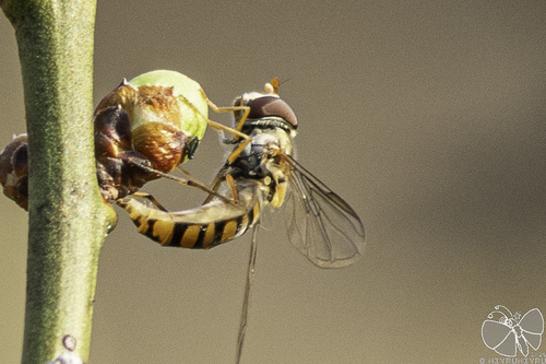 Episyrphus balteatus nuotrauka