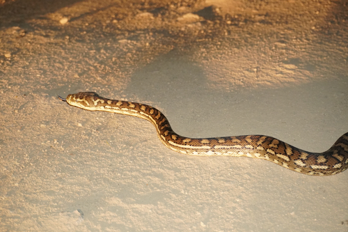 Coastal Carpet Python sighting