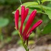 Spigelia colimensis - Photo (c) Alfredo Diaz Torres, all rights reserved, uploaded by Alfredo Diaz Torres