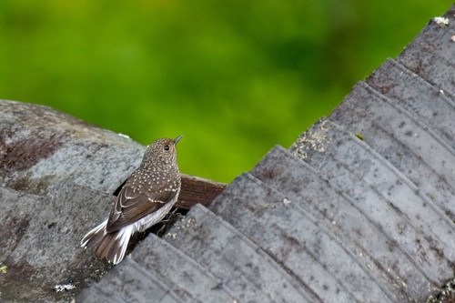 Plumbeous Water Redstart