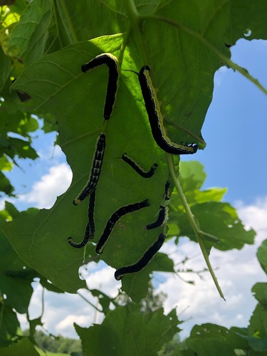 Catalpa Sphinx