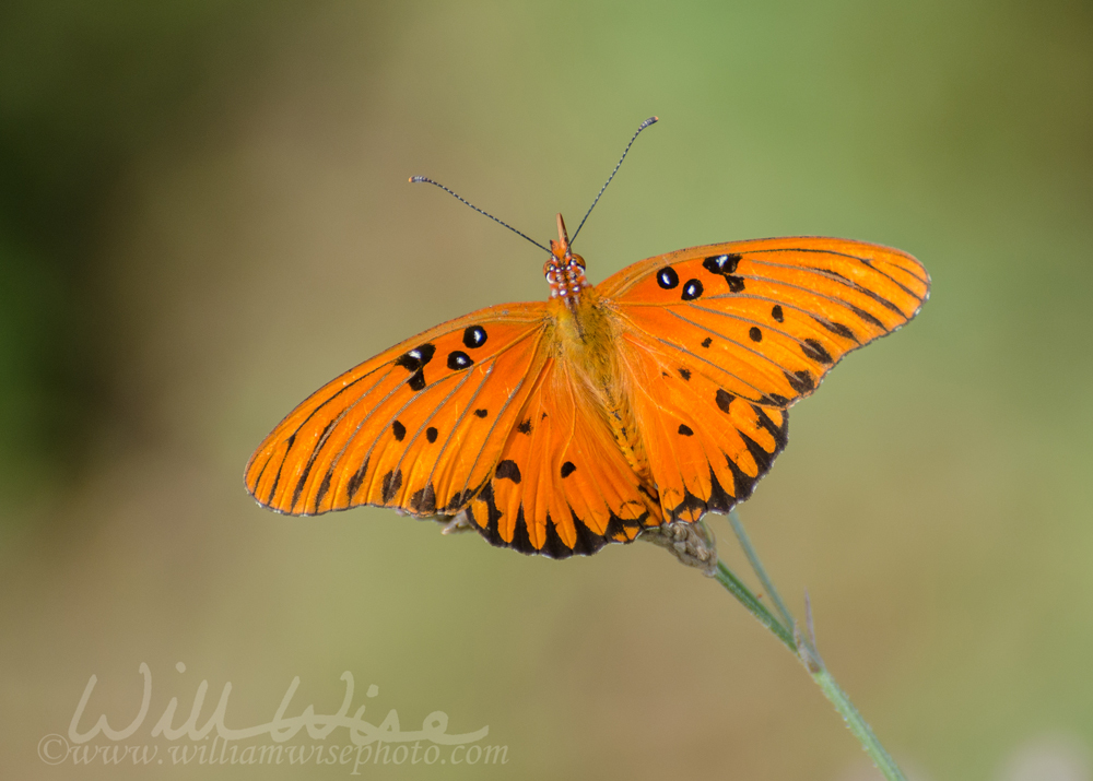 Gulf Fritillary