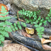 Woodsia obtusa obtusa - Photo 由 JK Spooner 所上傳的 (c) JK Spooner，保留所有權利