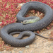 Western Montpellier Snake - Photo (c) Bald Ibis, all rights reserved, uploaded by Bald Ibis
