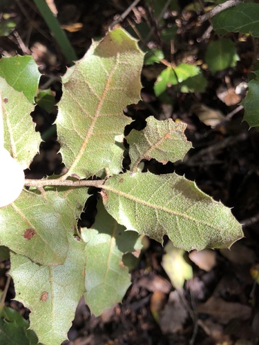 Downy-kermes Oak