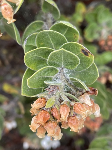 Green Witch Manzanita fruiting