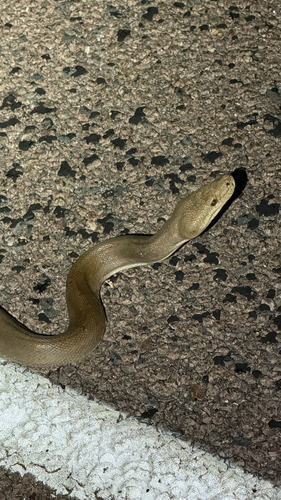 Olive Python sighting