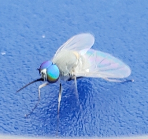 Tmemophlebia vockerothi