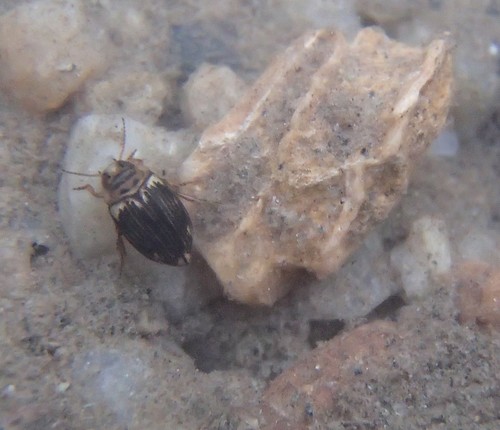 Oreodytes scitulus · iNaturalist