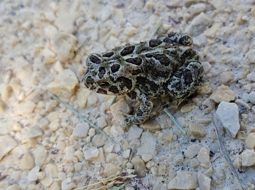 Canadian Toad