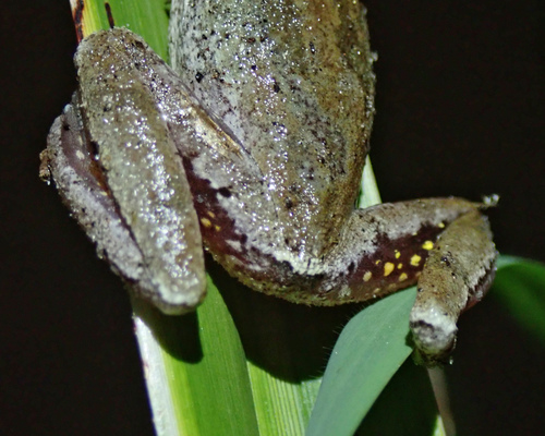 Pine Woods Tree Frog