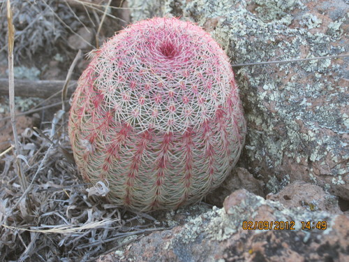 rainbow hedgehog cactus